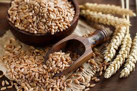 Superior quality wheat – rich in nutrition